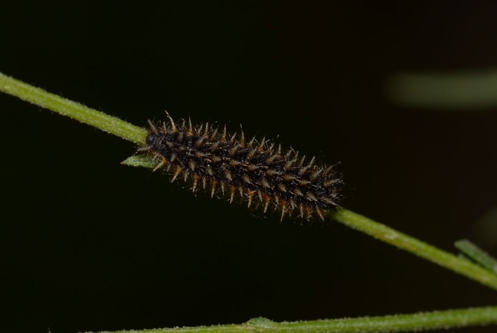 Bruco da ID. Melitaea aetherie?